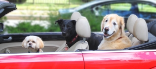 3 Dogs and a Convertible