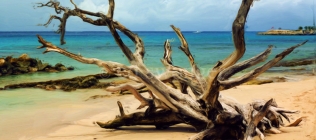 Barbados Beach and Dead Tree Enhanced
