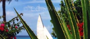 Barbados Cactus and Sailboat