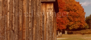 Barn and Fall Tree
