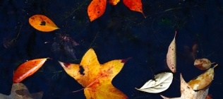 Leaves in Water 2