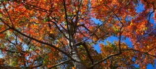 Belmont Lake State Park Trees 15