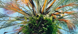 Coconut Grove Palm