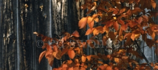 Leaves and Wooden Wall Closeup