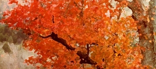 Orange Fall Tree Enhanced