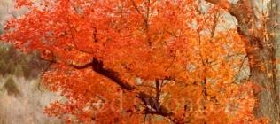 Orange Fall Tree