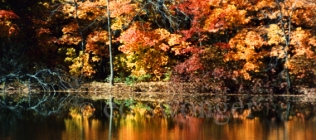 Fall Trees Reflection