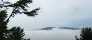 NH Fog and Trees