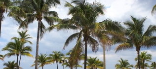 Fort Lauderdale Palms