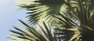 Gray Palm Fronds - Enhanced