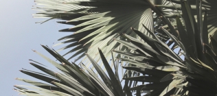 Gray Palm Fronds 1