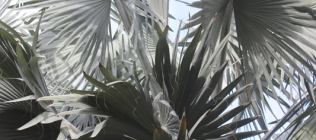 Gray Palm Fronds 2