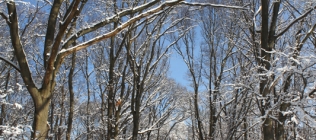 Bright Snowy Trees #1