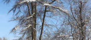 Bright Snowy Trees #2