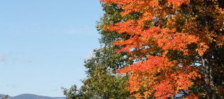 Lake Winnipesaukee Fall Trees #3