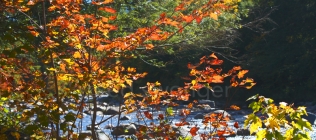 Fall Leaves & Swift River #2