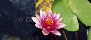 Lotus Flower and Lily Pads