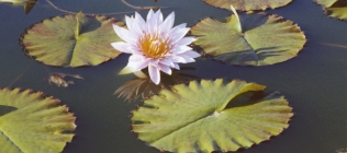Lotus Flower #2