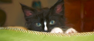 Louie in Cat Bed #1 Enhanced