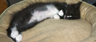 Louie in Cat Bed #2