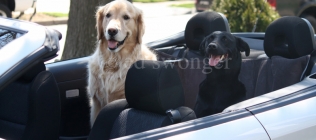 Mack and Buddy in Convertible