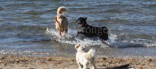 Mack, Buddy and Sonnie at Lake Winnipesaukee