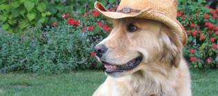 Mack Wearing a Cowboy Hat