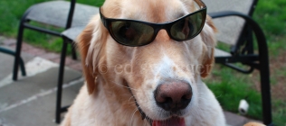 Mack Wearing Sunglasses