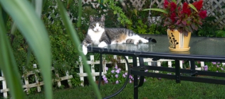 Manny on Garden Table