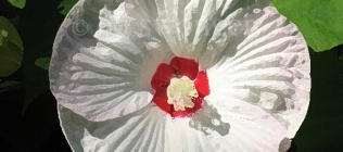 Marshmallow Flower Enhanced