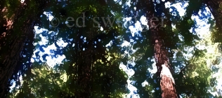 Muir Woods Redwoods Enhanced