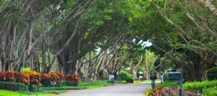 Naples Street with Overhanging Trees