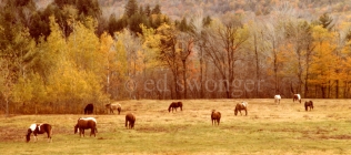 Catskills Horses in Fall
