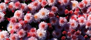 Coral Mums