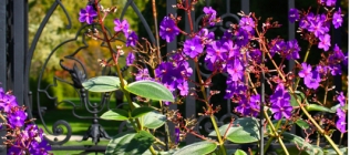Old Westbury Gardens Gate and Purple Flowers