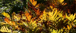Golden Ferns