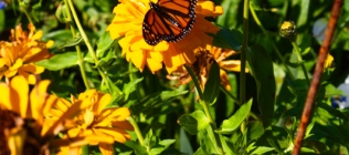 Monarch Butterfly and Yellow Flowers