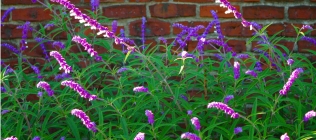 Old Westbury Gardens Purple Flowers and Brick Wall