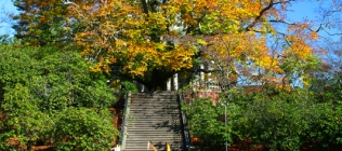 Old Westbury Gardens Stairway and Tree