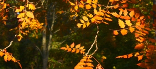 Orange Fall Leaves