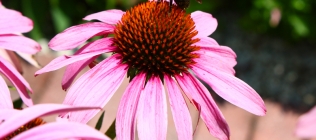 Pink Daisy and Bumble Bee