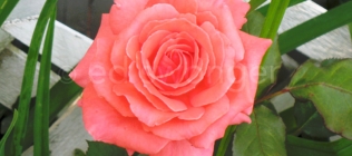 Pink Rose Closeup