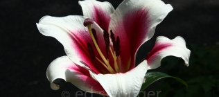 Pink-white Lily