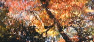 Fall Trees Reflected in Puddle