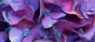 Purple Hydrangea Detail