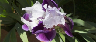 Purple-White Iris