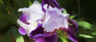 Purple-White Iris - Enhanced