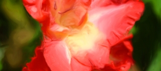 Red Gladiola Closeup