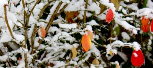Red Leaves in Snow