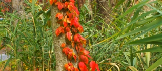Red Leaves Climbing Tree